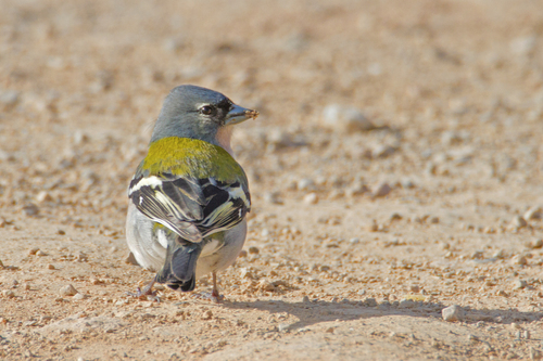 African Chaffinch (Fringilla spodiogenys), photo 4