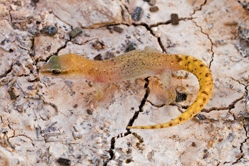 Morocco Lizard-fingered Gecko, Saurodactylus brosseti
