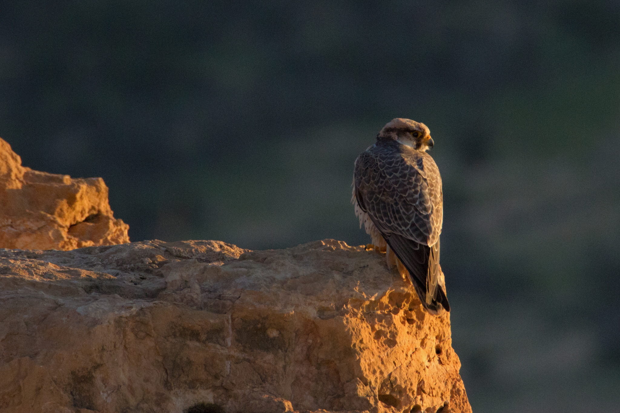 Lanner Falcon (Falco biarmicus), photo 4