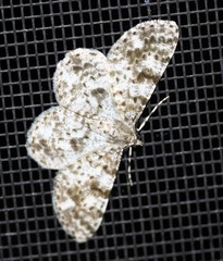 Thallogama corticola