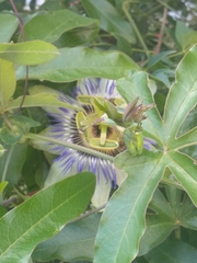 Passiflora caerulea