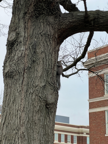 Eastern Gray Squirrel