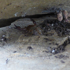 Euscorpius balearicus