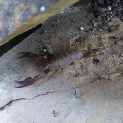 Euscorpius balearicus