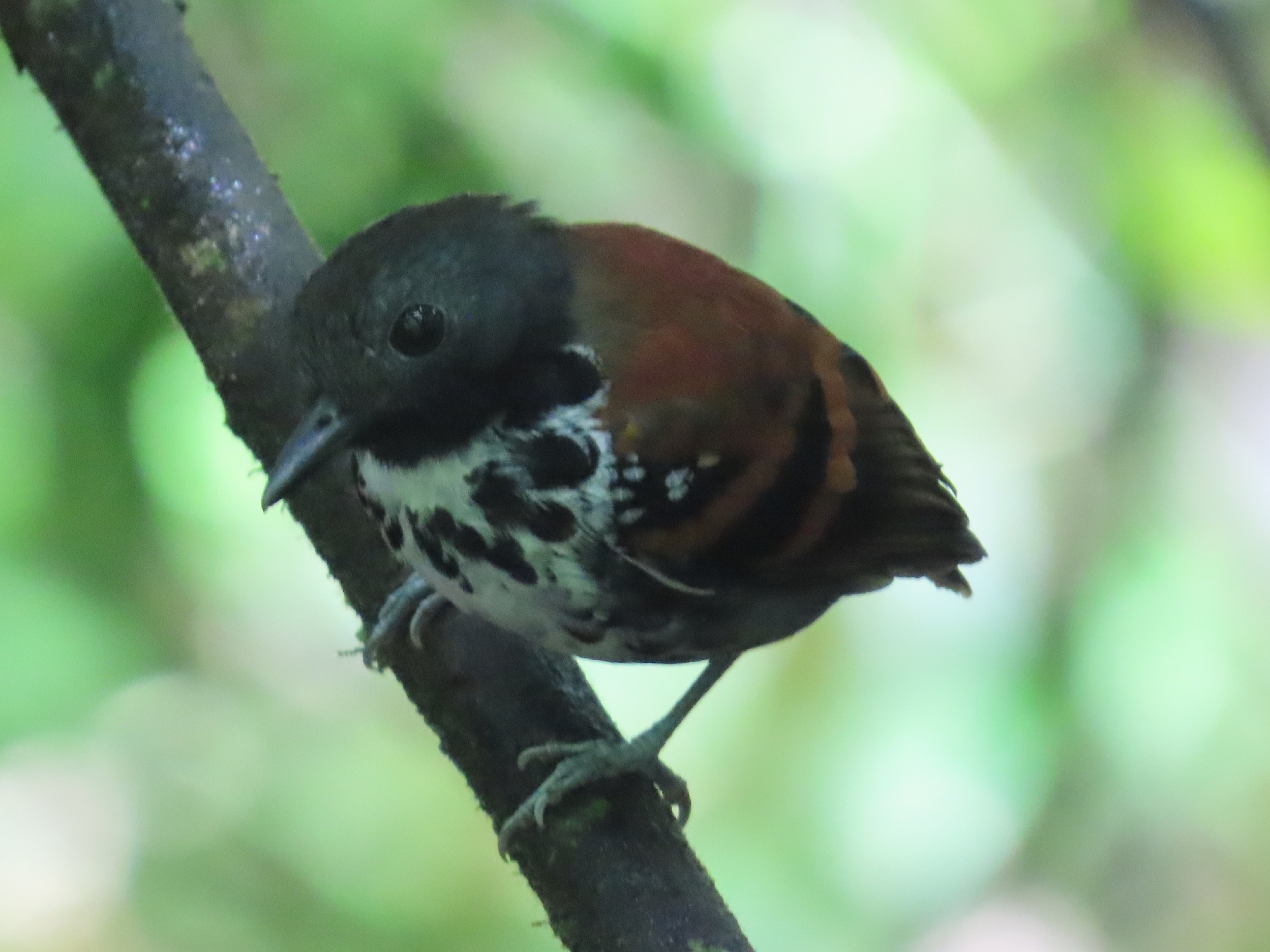 Spotted Antbird (Hylophylax naevioides), photo 9