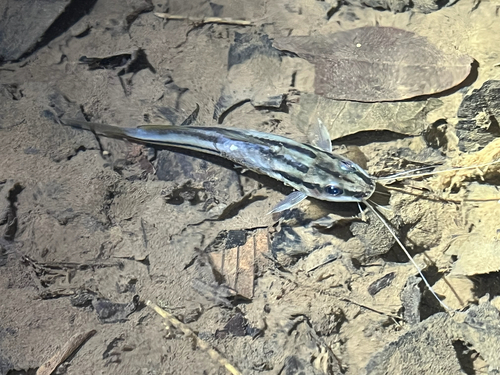 Catfish (Pimelodella chagresi) — Heptapteridae