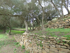 Euscorpius balearicus