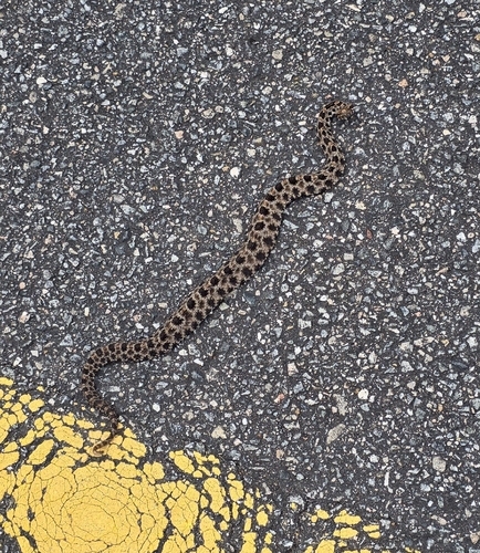 Pygmy Rattlesnake