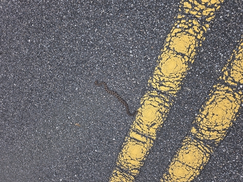 Pygmy Rattlesnake