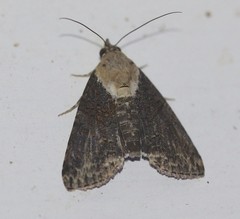 Lophoptera hemithyris