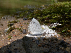 Celastrina ladon