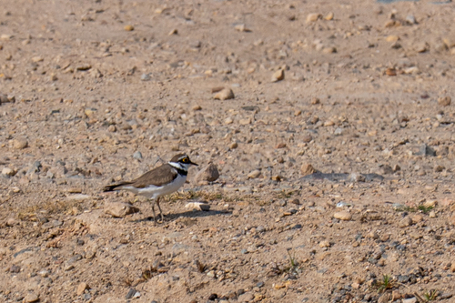 Little Ringed Plover