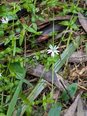 (c) Zara, some rights reserved (CC BY) Stellaria flaccida, photograph (c) Zara, some rights reserved (CC BY)