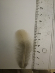 Alectoris