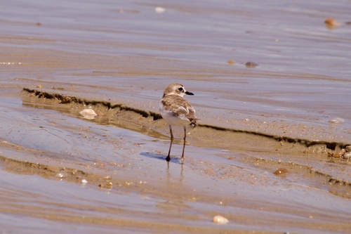 Collared Plover