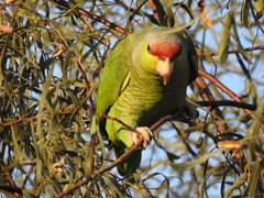 Amazona finschi