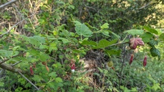 Ribes amarum