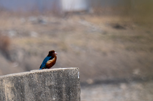 White-throated Kingfisher