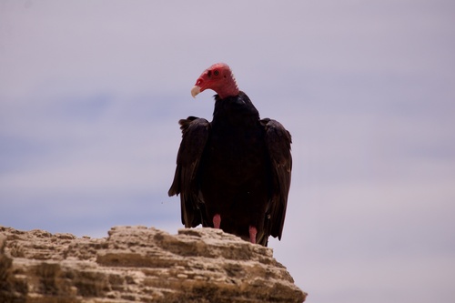 Turkey Vulture