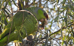 Amazona finschi