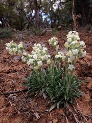 Oreocarya flavoculata