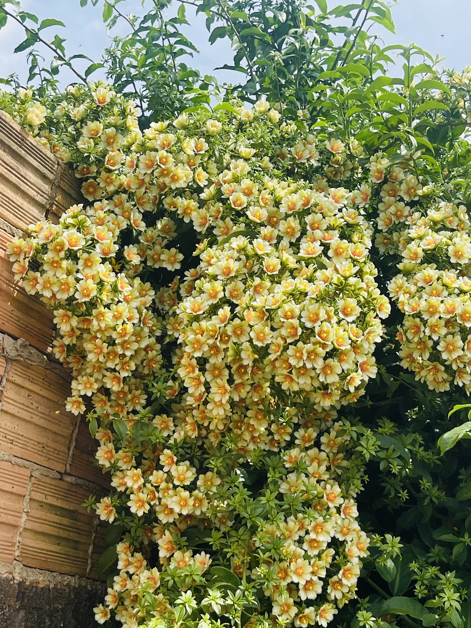 Pereskia aculeata