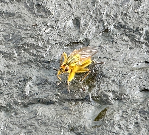 Unknown species found near Ridge Trail, Bodega Bay, CA, US