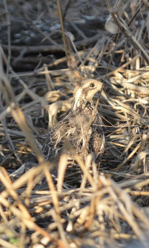 Northern Bobwhite observed by franz_herpman