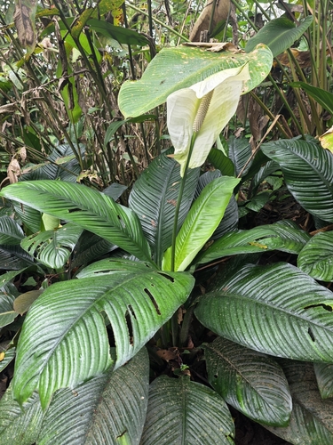 Spathiphyllum wallisii