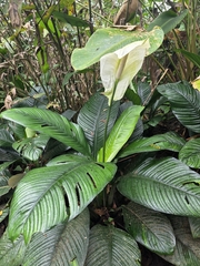 Spathiphyllum wallisii