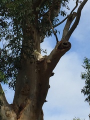 Cacatua