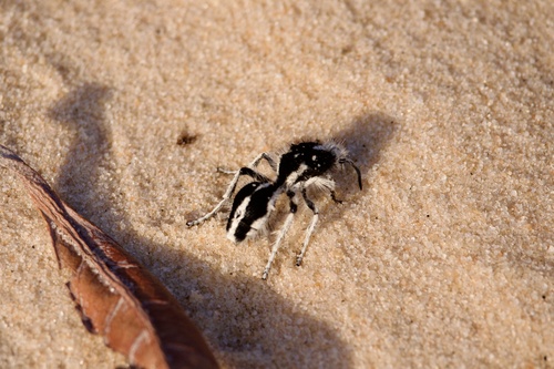 Leucospilomutilla cerbera