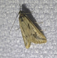 Achyra massalis