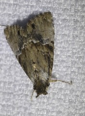 Alophosoma emmelopis