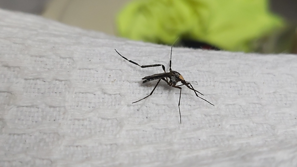 Psorophora cilipes