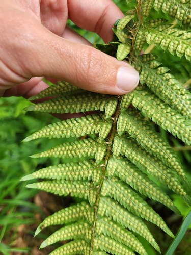 Alaska holly fern (Polystichum setigerum)