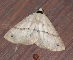 Ophyx eurrhoa
