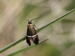 Adela paludicolella