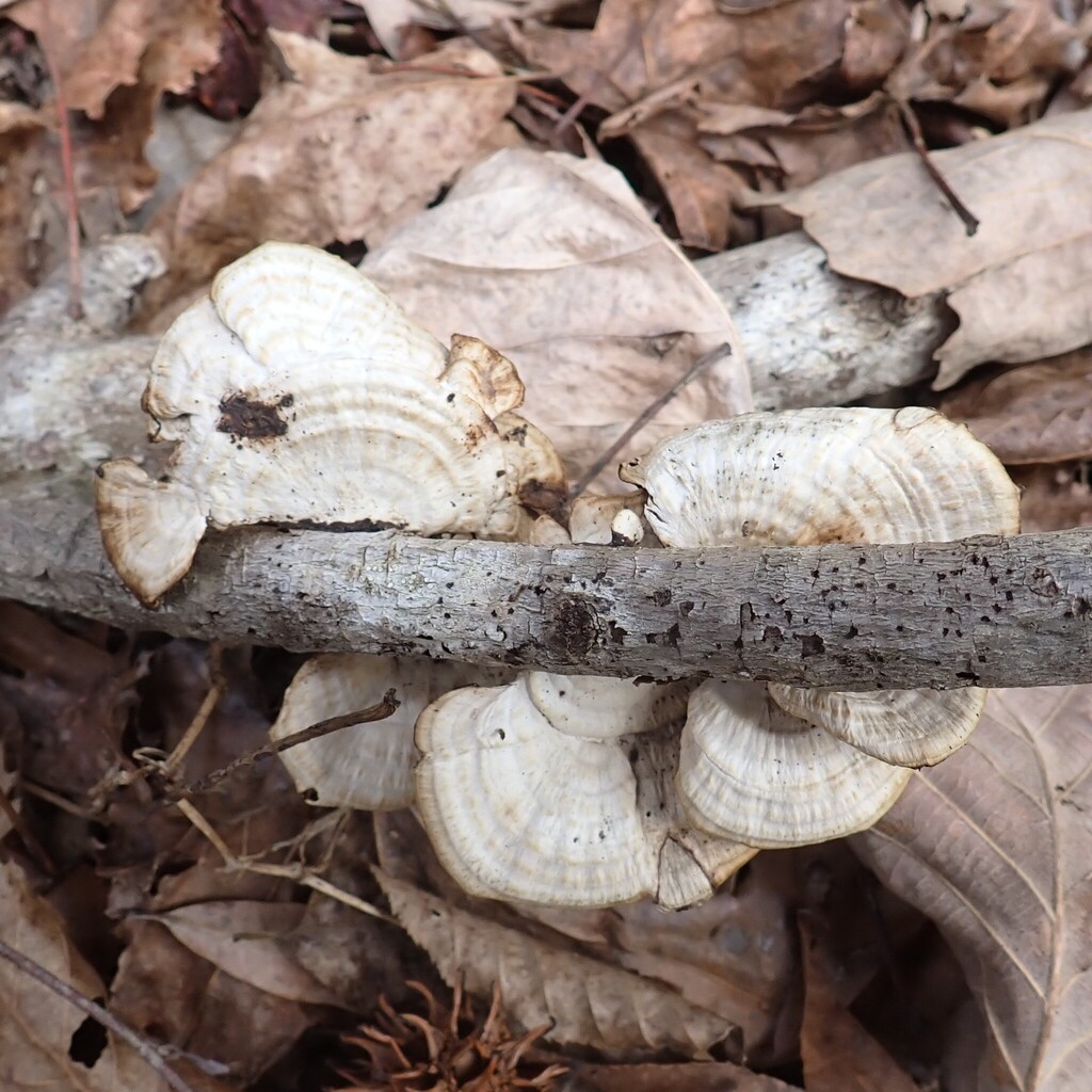 Daedaleopsis confragosa · February 2026 · photo: © larry216 (iNaturalist, cc-by)