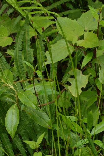 elegant spikerush (Eleocharis elegans)