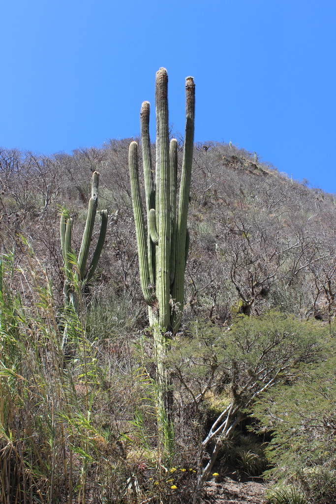 Cephalocereus fulviceps