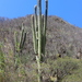 Cephalocereus fulviceps - Photo (c) Luis Alberto, some rights reserved (CC BY-NC), uploaded by Luis Alberto