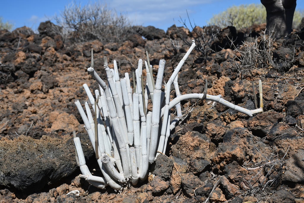 Ceropegia fusca, Santa Cruz de Tenerife, Spain