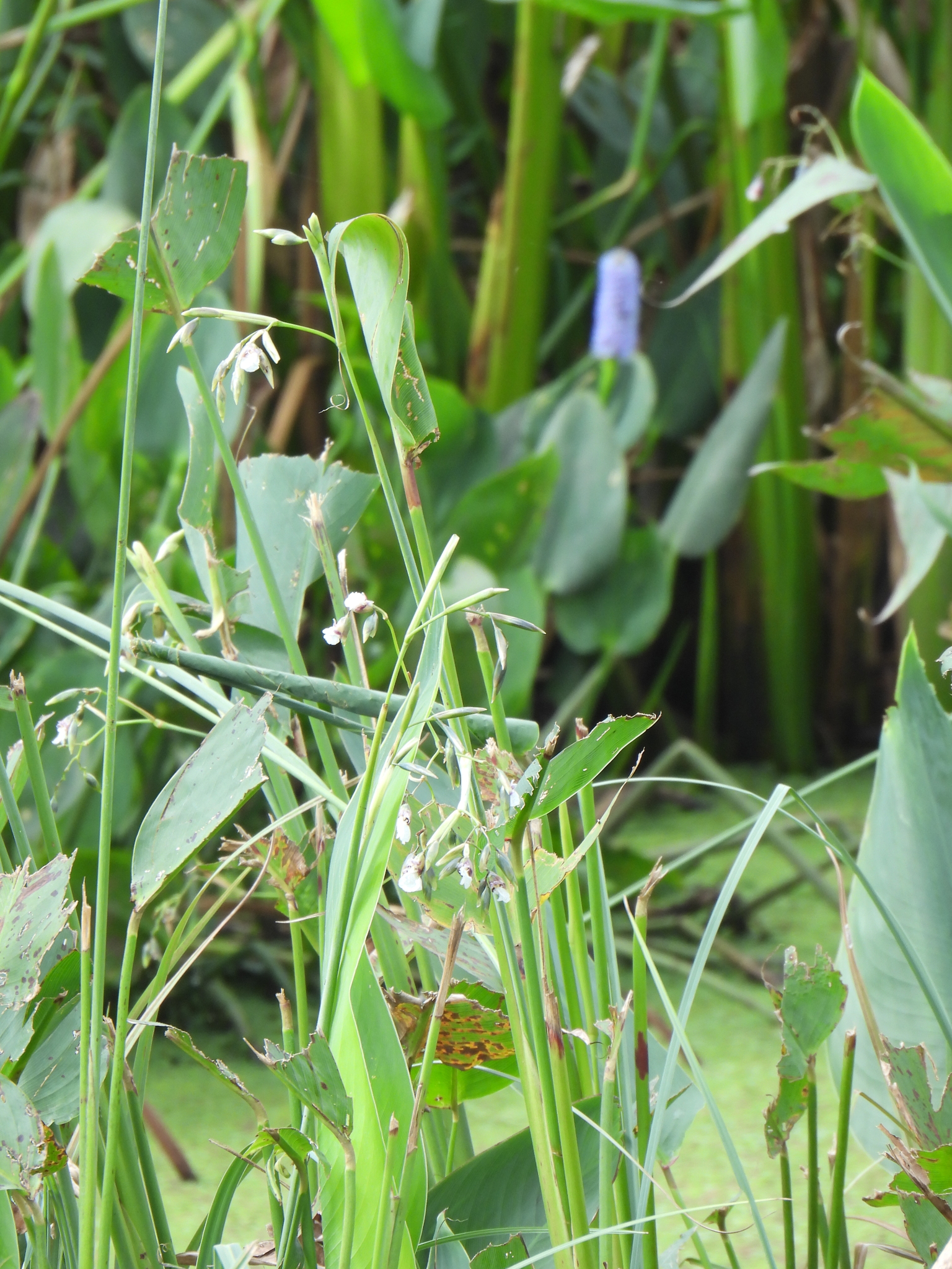 Thalia geniculata