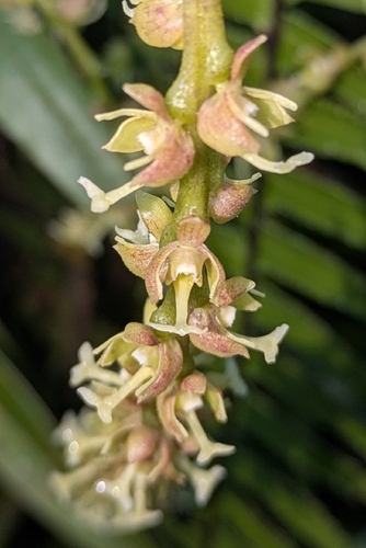 Epidendrum