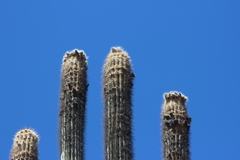 Cephalocereus fulviceps