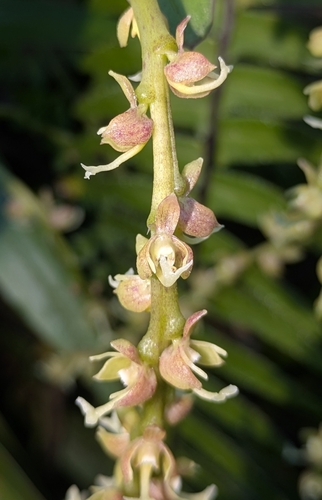 Epidendrum roncanum Dodson & R.Vásquez 2