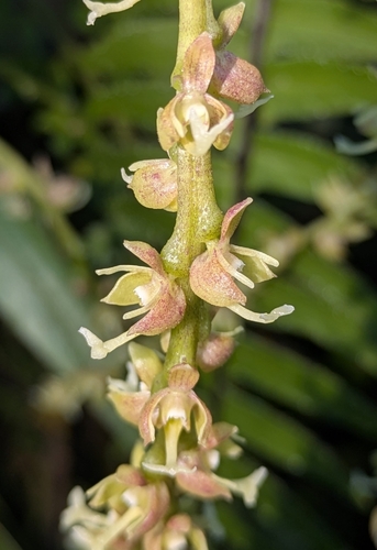 Epidendrum roncanum Dodson & R.Vásquez 3