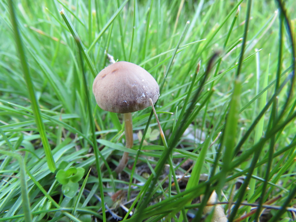 Panaeolus foenisecii · January 2017 · photo: © nicoolejnik (iNaturalist, cc-by)
