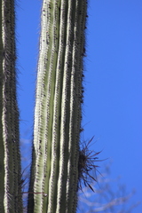 Cephalocereus fulviceps